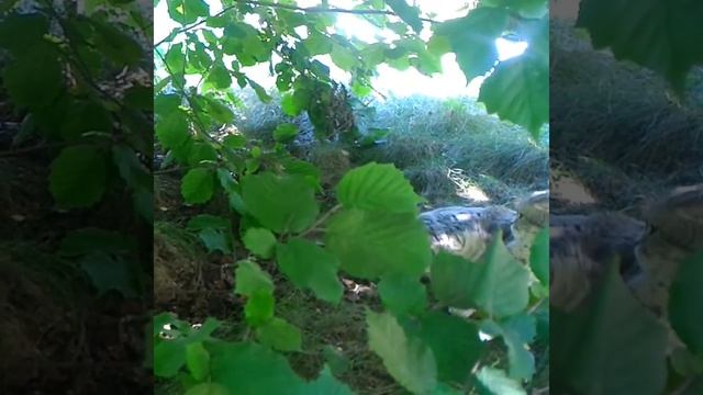 Кто хозяин на участке? смотреть онлайн