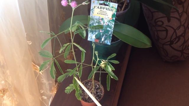 Стыдливая мимоза смотреть онлайн