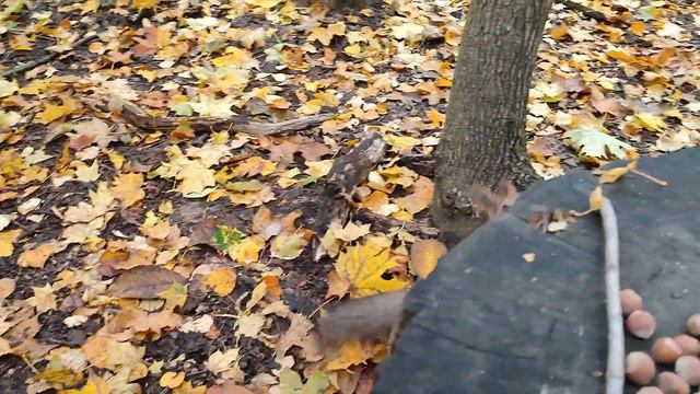 Белка все прячет и прячет орехи смотреть онлайн
