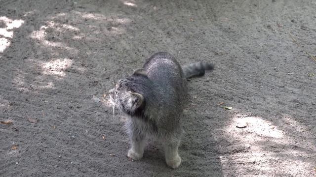 Котята манулов с мамой Мией. 28.07.2022 смотреть онлайн