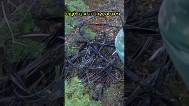 Почистили лес от зламо - заработали! смотреть онлайн