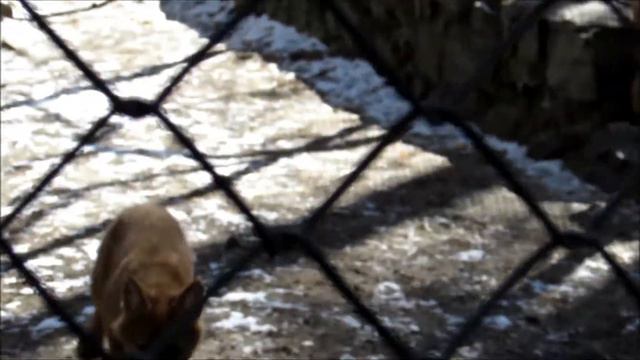 Красные волки и волчата 19.04.19 смотреть онлайн