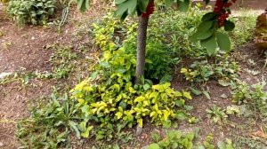 Как выращивать черёмуху деревцем..