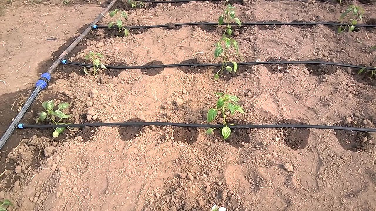 Теплица в КФХ 