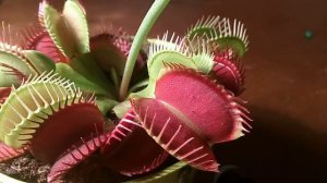 Уход за венериной мухоловкой