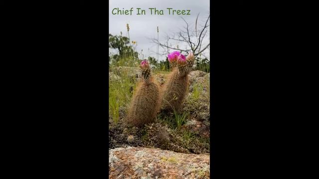 Groovy Cactus смотреть онлайн