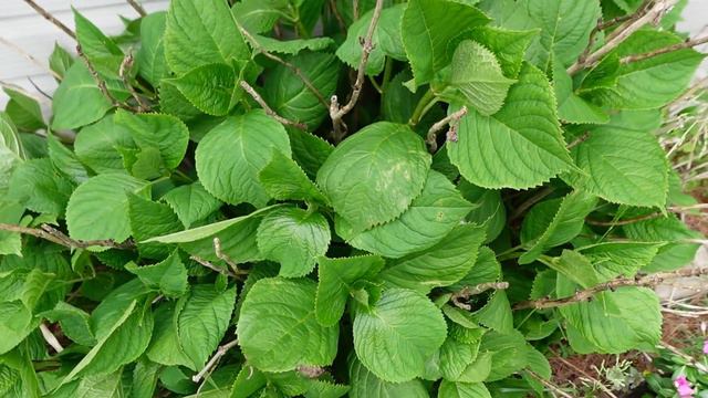 BUYING AND PLANTING ANNUALS II Container Gardening II Garden Updates смотреть онлайн