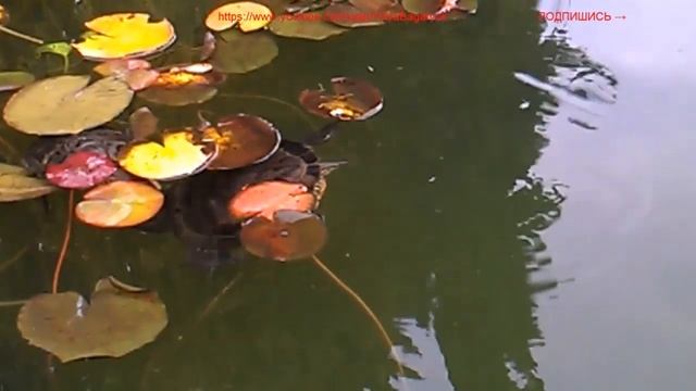гиганская красноухая черепаха и её семья в пруду смотреть онлайн