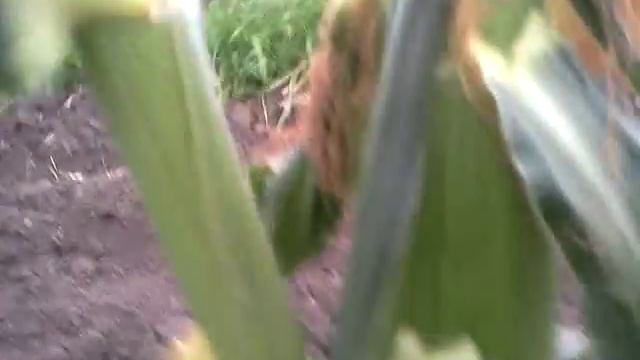 Выращивание сладкой ранней кукурузы дома,есть новое видео смотреть онлайн