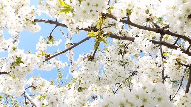 Жужжанье пчёл на черешне. Красивый цветущий сад. Пчелиный гул. Красиво цветёт черешня. Цветы черешн