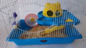 У хомяка отросли когти! Что делать!!!