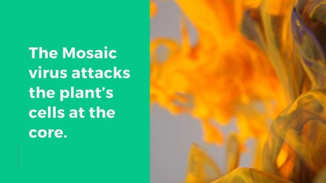 Houseplants: How To Detect and Deal With MOSAIC VIRUS смотреть онлайн