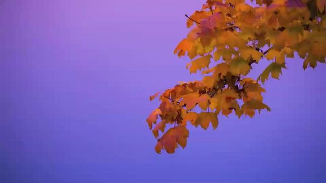 Sibelius SY01 Berglund Helsinki смотреть онлайн