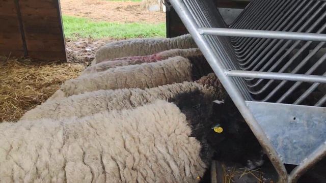 Дорпер самцы на продажу смотреть онлайн