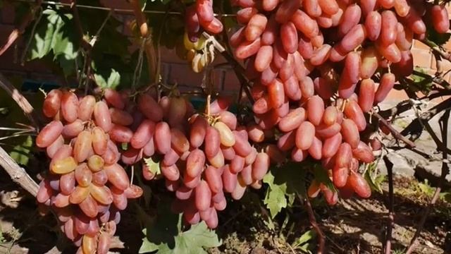 ВИНОГРАД ПРЕОБРАЖЕНИЕ / Описание винограда сорта Преображение смотреть онлайн