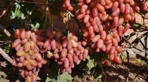 ВИНОГРАД ПРЕОБРАЖЕНИЕ / Описание винограда сорта Преображение