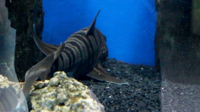 Зебровидная бычья акула нерестится в Приморском океанариуме смотреть онлайн