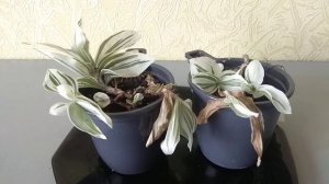 Почему у Традесканции Сохнут и Чернеют Листья?