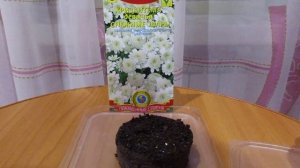 Посев хризантемы девичьей.