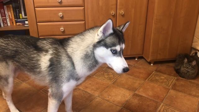 ШОК! ХАСКИ ПОЗДОРОВАЛСЯ КАК ЧЕЛОВЕК? САМАЯ УМНАЯ СОБАКА