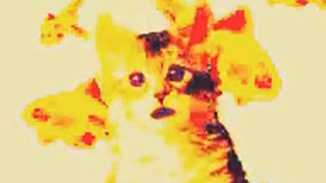 Копия видео "КОТИК говорит как" смотреть онлайн