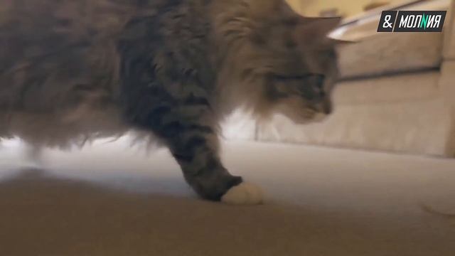 Самая длинная кошка в мире! Рекорды Гиннеса 2017. Угадаешь размер? смотреть онлайн