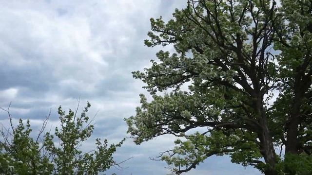 Цветение груш смотреть онлайн