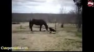 СМЕШНЫЕ ПРИКОЛЫ ПРО ЛОШАДЕЙ И ИХ НАЕЗДНИКОВ 2015