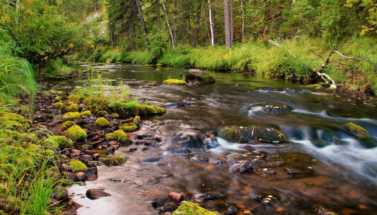 Релакс. Лесной ручей - Расслабляющие звуки реки ✦ Звуки Леса И Пение Птиц ✦ Birdsong смотреть онлайн