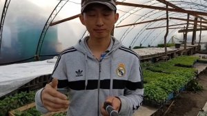 ПОСАДКА ПЕРЦА в Теплицу