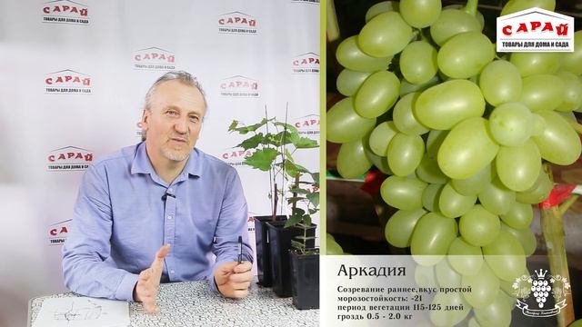 Лучшие сорта винограда для средней полосы смотреть онлайн