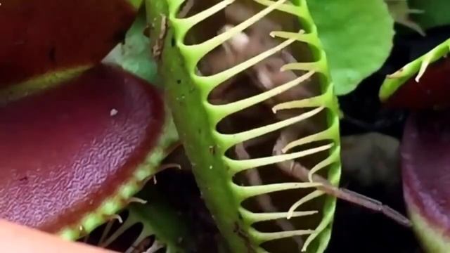 Это ХИЩНОЕ РАСТЕНИЕ жрёт даже животных! венерина мухоловка или дионея(Dionaea muscipula) ! смотреть онлайн