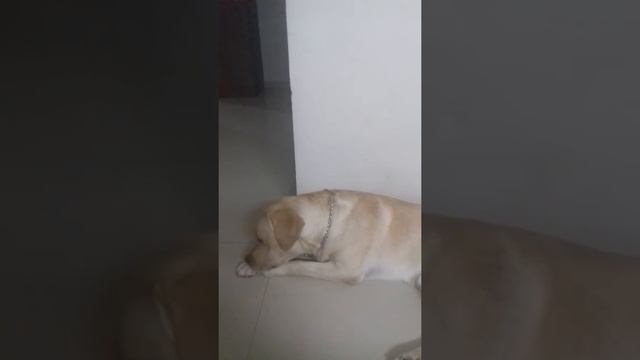 Active dog Mr.jorden saini смотреть онлайн