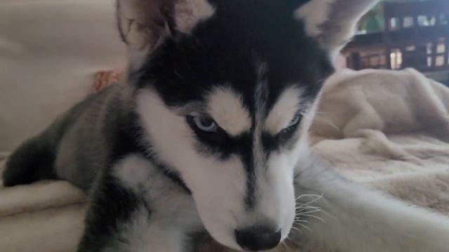 Ума-помрачительная хаски / Mind-blowing husky / хаски / Хаски Ума смотреть онлайн