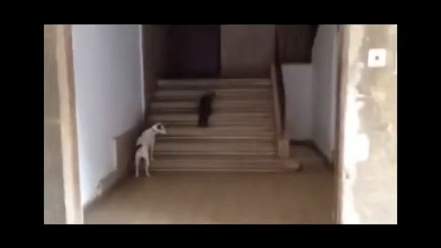 кот выгуливает собаку (стоит ли это делать?) смотреть онлайн