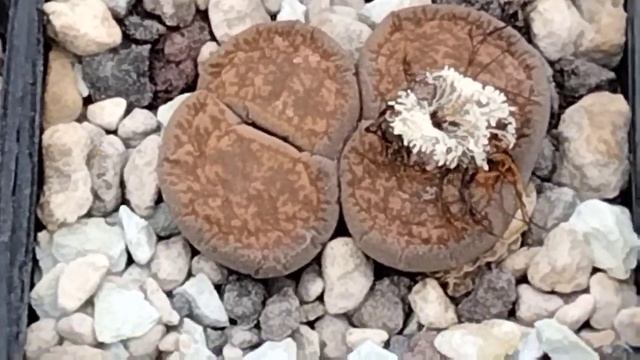 Четыре месяца без воды.Внешниий вид литопсов.Lithops. смотреть онлайн