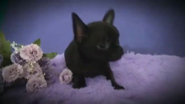 Чихуахуа, мальчик д. р. 31.10.19г в продаже. www.dog-mini.ru смотреть онлайн