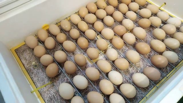 ИНКУБАЦИЯ / Что будет если переохлодили яйца в инкубаторе?
