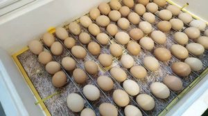 ИНКУБАЦИЯ / Что будет если переохлодили яйца в инкубаторе?