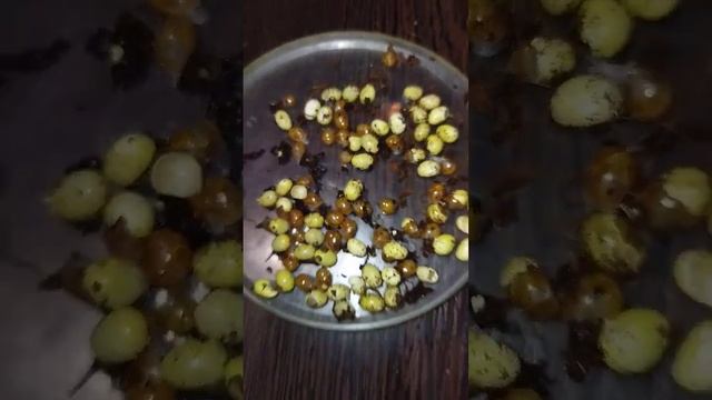 Улитки ахатины/первая кладка #моилюбимки #улиткиахатины #твимз #улитки смотреть онлайн