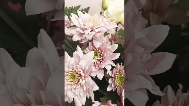 Букет хризантема, альстромерия, гвоздика, эустома. смотреть онлайн