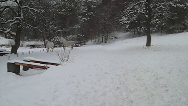 Білі Коні (White horses) смотреть онлайн