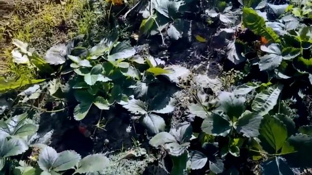 Своя клубника до морозов. смотреть онлайн