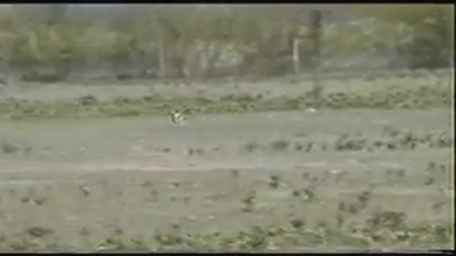 Lord whippet running01 avi смотреть онлайн