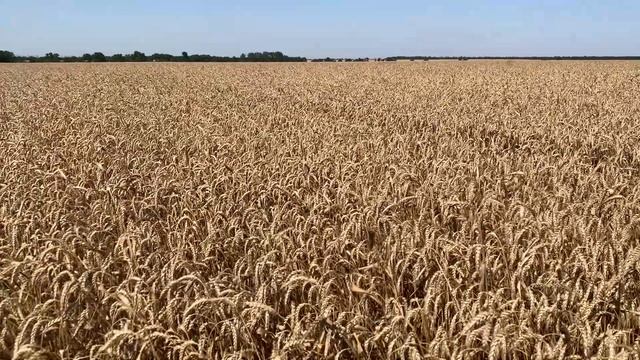 Озимая пшеница Гром по зернобобовым. АМРИТЭКС. смотреть онлайн