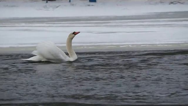 Борисовские 