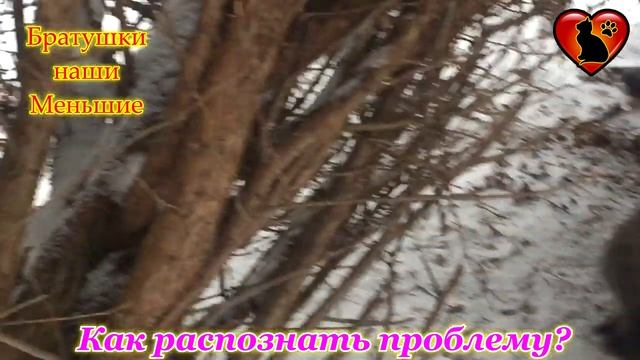 Как распознать депрессию у своего кота: признаки и помощь! смотреть онлайн