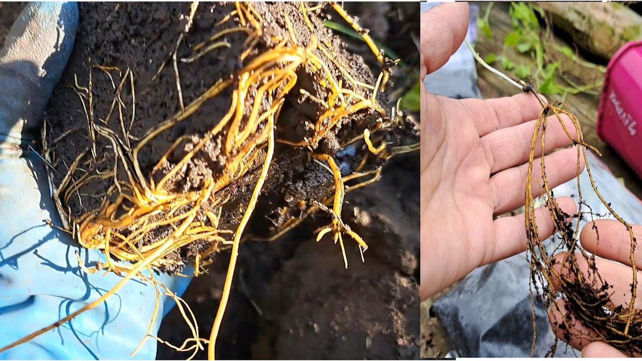 Развитие клематисов однолеток с ОКС за сезон.