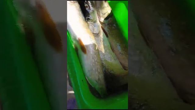 29 октября Шапшуга рыбалка в Адыгей улов щуки 2023 год. смотреть онлайн