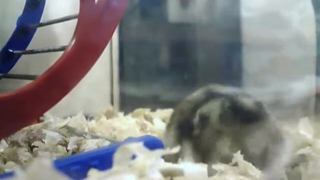 хомяк тимофей смотреть онлайн